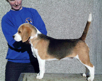 fallowfield beagles